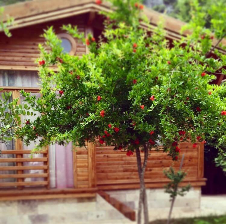 Sedir Palas Hotel Çıralı Luaran gambar